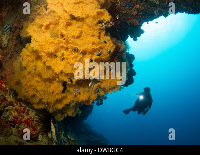 Taucher und schwarzen Korallen. Stockfoto