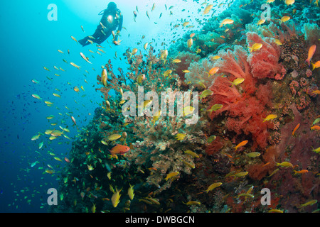 Taucher und Korallenriff. Stockfoto