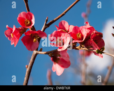 Japanische Quitte Blüte im frühen Frühling Stockfoto