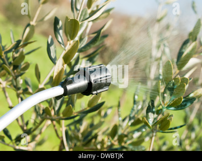 Spritzen von Olivenbäumen in der Winterzeit Stockfoto