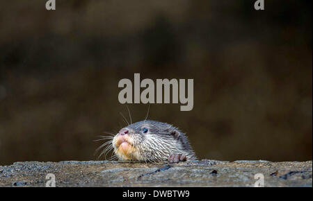 Neumünster, Deutschland. 5. März 2014. Eine junge orientalische kleine krallte Otter erforscht im Zoo in Neumünster, Deutschland, 5. März 2014. Die sechs jungen Otter (männlich, 5 weiblich) wurden am 7. Dezember 2013 geboren. Foto: MAJA HITIJ/Dpa/Alamy Live News Stockfoto