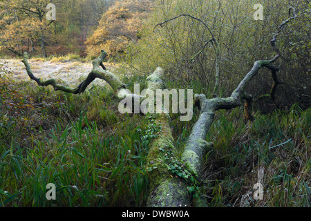 Umgestürzten Baum am Cannop Teiche im Herbst. Forest of Dean. Gloucestershire. England. VEREINIGTES KÖNIGREICH. Stockfoto