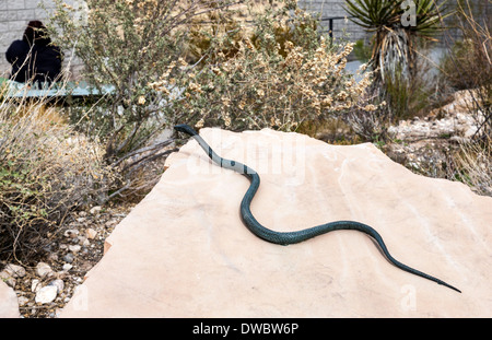 Eine Schlange am Red Rock Canyon Conservation Area in Nevada; USA; Amerika Stockfoto