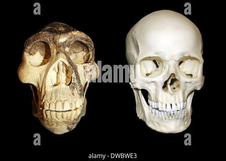 Zhoukoudian (Choukoutien) Homo Erectus Schädel Vs modernen Homo sapiens Schädel Stockfoto