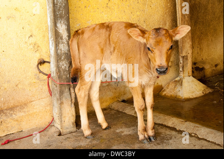 Indien Tamil Nadu Kanchipuram seidenweber House Factory workshop cute junge Braune Milch Kuh Kalb tethered Passage stall Halle Stockfoto