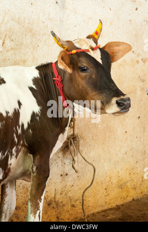 Indien Tamil Nadu Kanchipuram seidenweber House Factory workshop Schwarz Braun & weiße Milch Kuh tethered Passage stall Halle Stockfoto