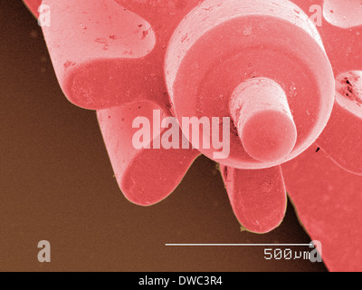 Farbige SEM der Uhr Teil Stockfoto