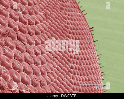 Farbige SEM Pferdebremse des Auges Stockfoto