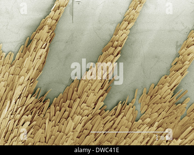 Farbige SEM Seide Motte Antenne Stockfoto