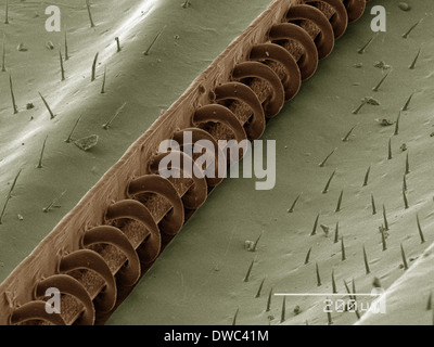 Farbige SEM der Wespe Flügel Stockfoto