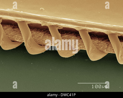 Farbige SEM der Wespe Flügel Stockfoto