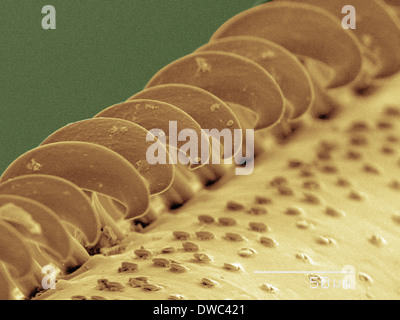 Farbige SEM der Wespe Flügel Stockfoto