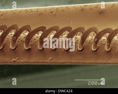 Farbige SEM der Wespe Flügel Stockfoto