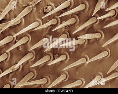 Farbige SEM der Wespe Flügel Stockfoto