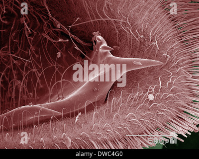 Farbige SEM der Schwalbenschwanz-Schmetterling Stockfoto