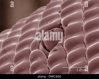 Farbige SEM der Schwalbenschwanz-Schmetterling Stockfoto