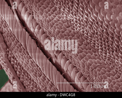 Farbige SEM der Schwalbenschwanz-Schmetterling Stockfoto