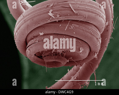 Farbige SEM der Schwalbenschwanz-Schmetterling Stockfoto
