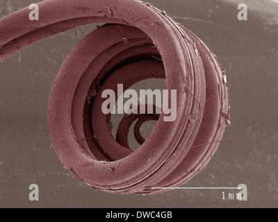 Farbige SEM der Schwalbenschwanz-Schmetterling Stockfoto