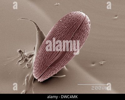 Farbige SEM der ostracod Stockfoto