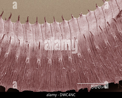 Farbige SEM der Regenwurm Stockfoto