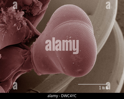 Farbige SEM der Mantis Shrimp Auge Stockfoto