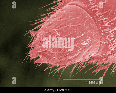 Farbige SEM der Tausendfüßler Antenne Stockfoto