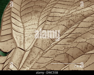 Farbige SEM der Libelle Flügel Stockfoto