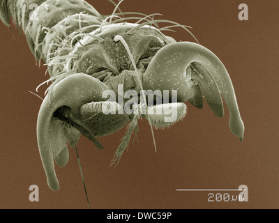 Farbige SEM der Laus fliegen (Hippoboscidae) tarsus Stockfoto