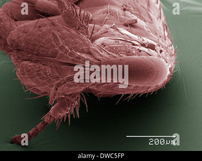Farbige SEM von flea Stockfoto
