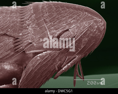 Farbige SEM von flea Stockfoto