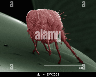 Farbige SEM von flea Stockfoto