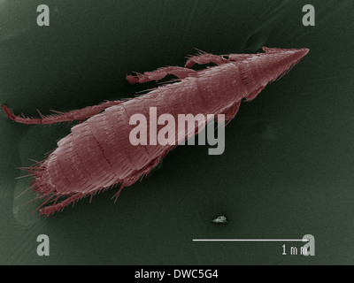 Farbige SEM von flea Stockfoto
