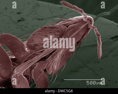 Farbige SEM von flea Stockfoto
