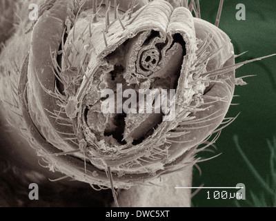 Farbige SEM der Cricket Mundwerkzeuge Stockfoto