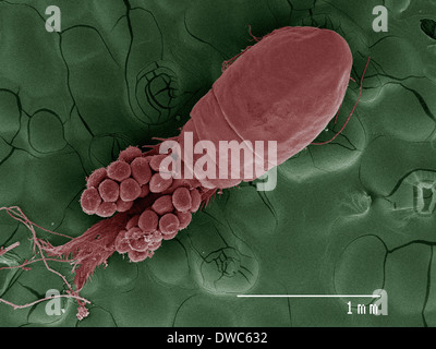 Farbige SEM der Zyklop, Draufsicht Stockfoto