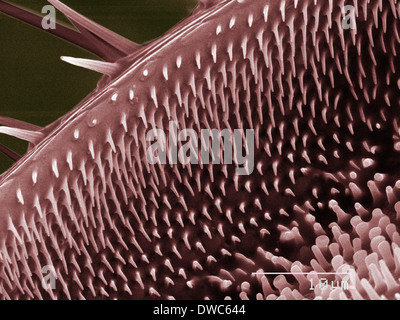 Farbige SEM der Käfer spürbare Stockfoto