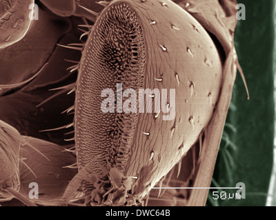 Farbige SEM der Käfer spürbare Stockfoto