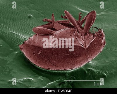Farbige SEM der Käfer Stockfoto