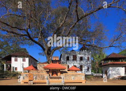 Sri Lanka; Kandy; Natha Devale Schrein, heiliger Baum, Stockfoto