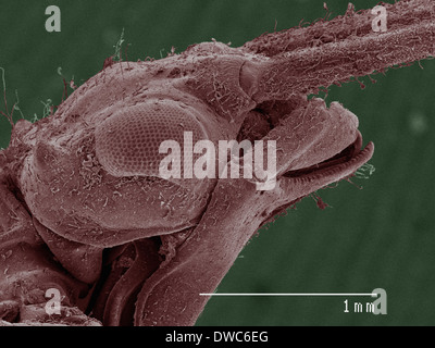 Farbige SEM der Damselfly (Calopterygidae) Stockfoto