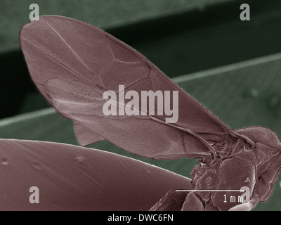 Farbige SEM der Schlupfwespe Flügel Stockfoto