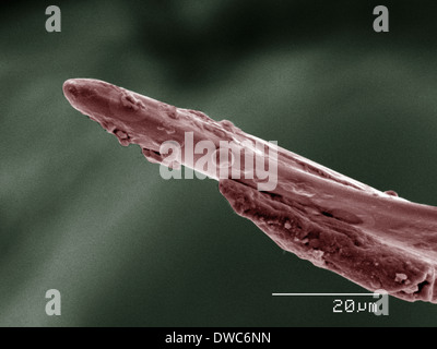 Farbige SEM der Attentäter Bug Mundwerkzeuge Stockfoto