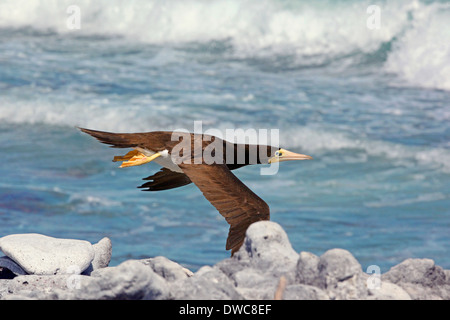 Braun Sprengfallen (Sula Leucogaster) in Venezuela Flug Los Roques Nat Park Stockfoto