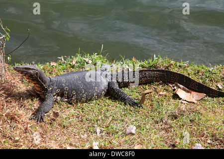 Sri Lanka; Kandy; Wasser-Waran, Varanus Salvator, Stockfoto