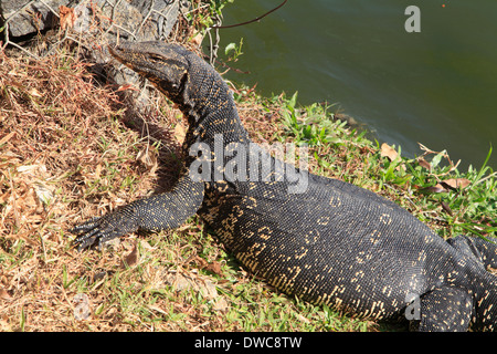 Sri Lanka; Kandy; Wasser-Waran, Varanus Salvator, Stockfoto