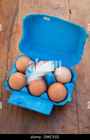 Sechs braune Eier im offenen blauen Eierkarton Stillleben Stockfoto