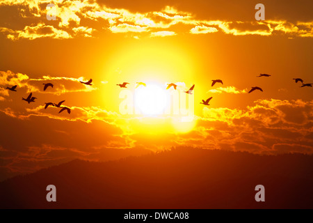 Ein Schwarm Gänse fliegen bei Sonnenaufgang in Boise, Idaho, USA. Stockfoto