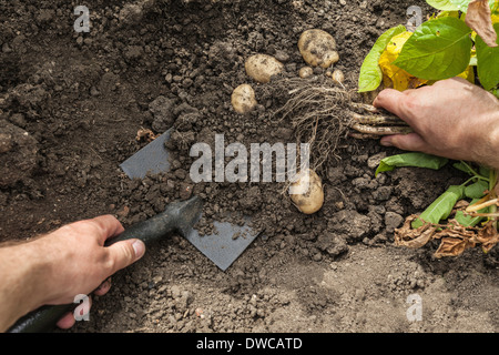Reifer Mann graben Kartoffeln aus Garten Stockfoto
