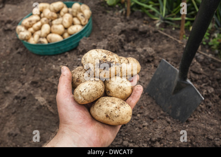 Reifer Mann mit Kartoffeln aus dem Garten geerntet Stockfoto